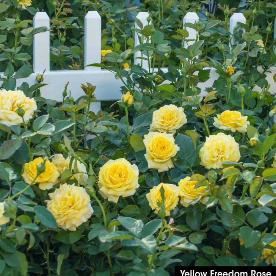 Outdoor Plants * | Promo 4 In. Pot, Yellow Freedom Shrub Rose, Yellow Color Flowers Live Bareroot Plant (1-Pack) By Spring Hill Nurseries