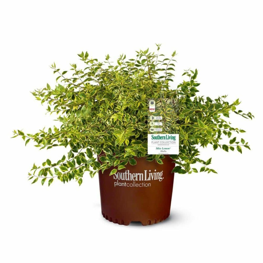 Outdoor Plants * | Buy 2 Gal. Miss Lemon Abelia Plant With Bright Variegated Yellow Foliage By Southern Living