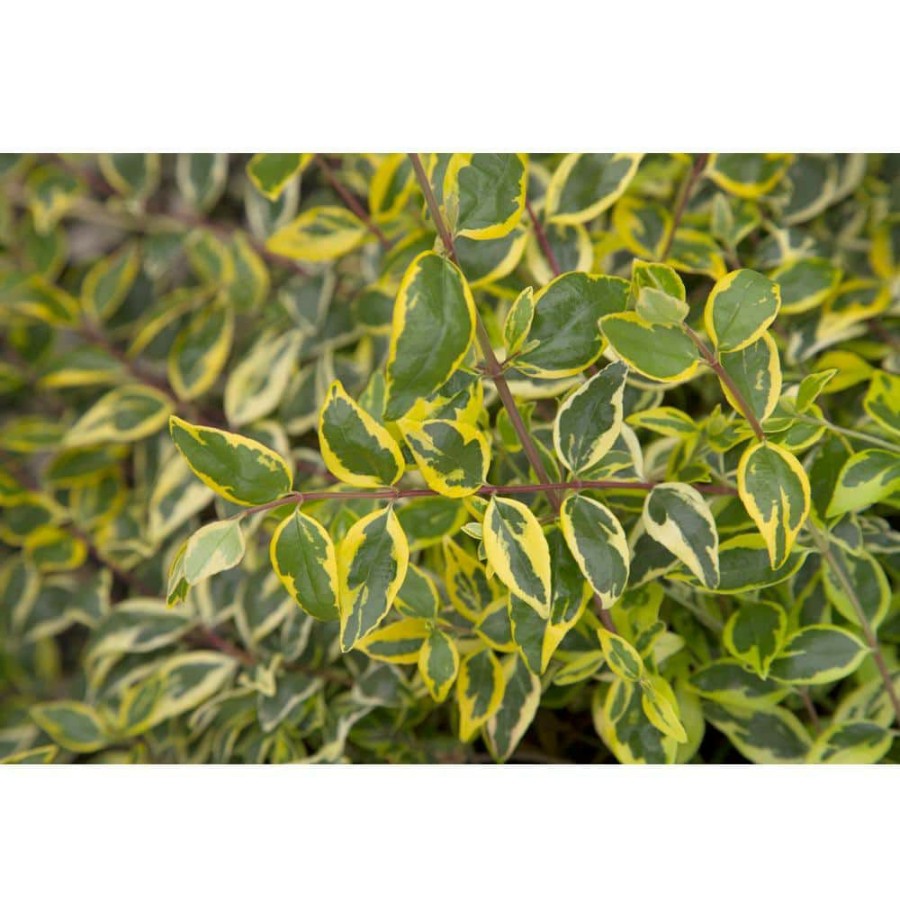 Outdoor Plants * | Buy 2 Gal. Miss Lemon Abelia Plant With Bright Variegated Yellow Foliage By Southern Living