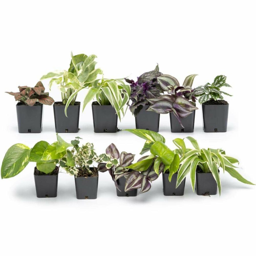 Outdoor Plants * | Hot Sale 2 In. Assorted Mini-Foliage (12-Pack) By Altman Plants