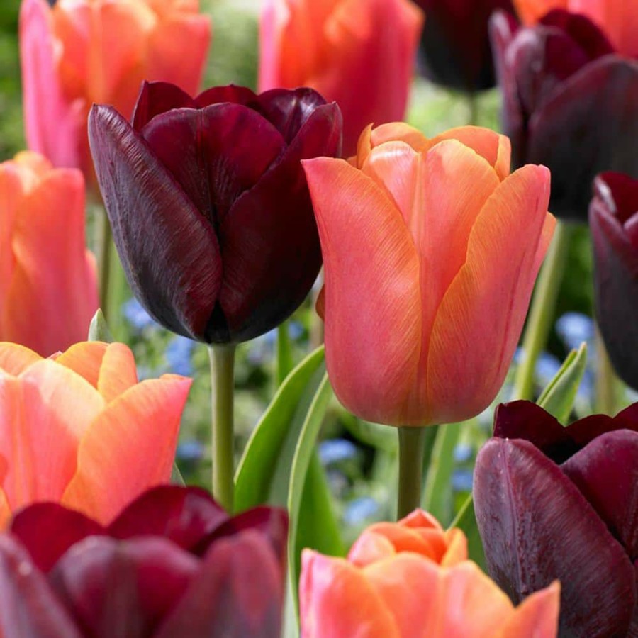 Outdoor Plants * | Best Sale Tulips Ronaldo Blend Bulbs (Set Of 15) By Van Zyverden