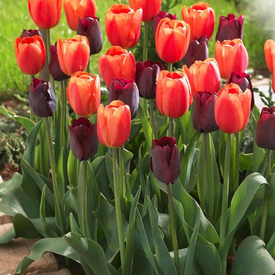 Outdoor Plants * | Best Sale Tulips Ronaldo Blend Bulbs (Set Of 15) By Van Zyverden