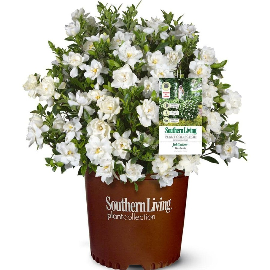 Outdoor Plants * | Best Pirce 2 G Jubilation Gardenia Shrub With Fragrant White Flowers By Southern Living