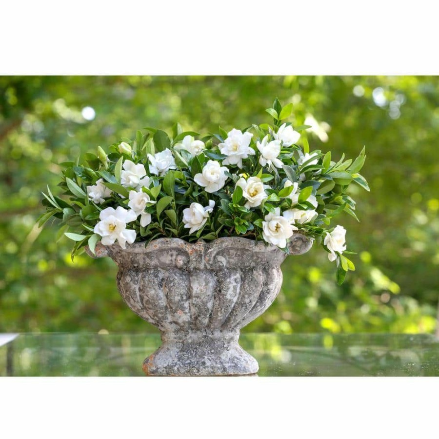 Outdoor Plants * | Best Pirce 2 G Jubilation Gardenia Shrub With Fragrant White Flowers By Southern Living