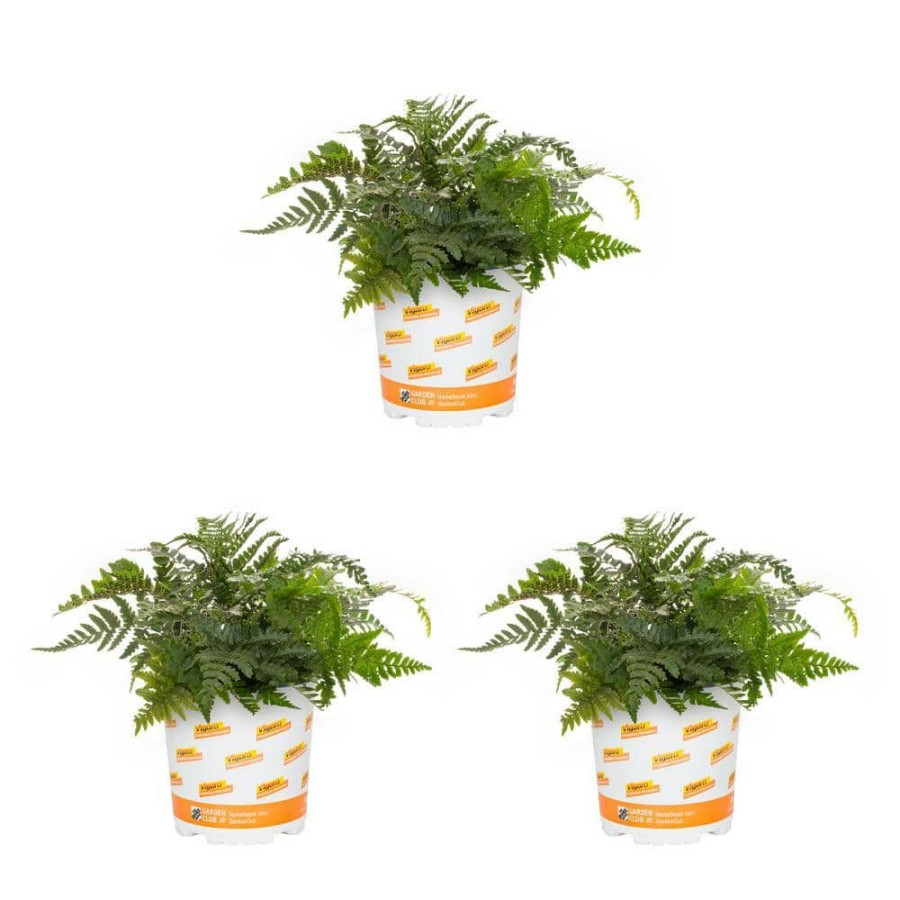 Outdoor Plants * | Top 10 2.5 Qt. Fern Hardy Japanese Painted Perennial Plant (3-Pack) By Vigoro