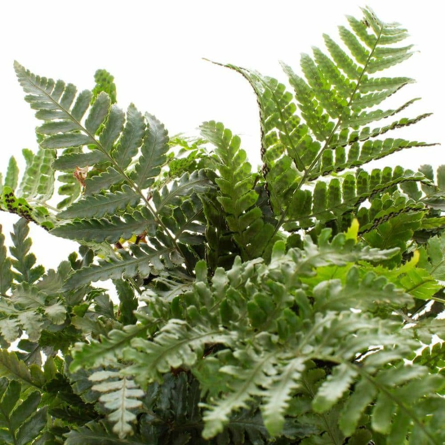 Outdoor Plants * | Top 10 2.5 Qt. Fern Hardy Japanese Painted Perennial Plant (3-Pack) By Vigoro