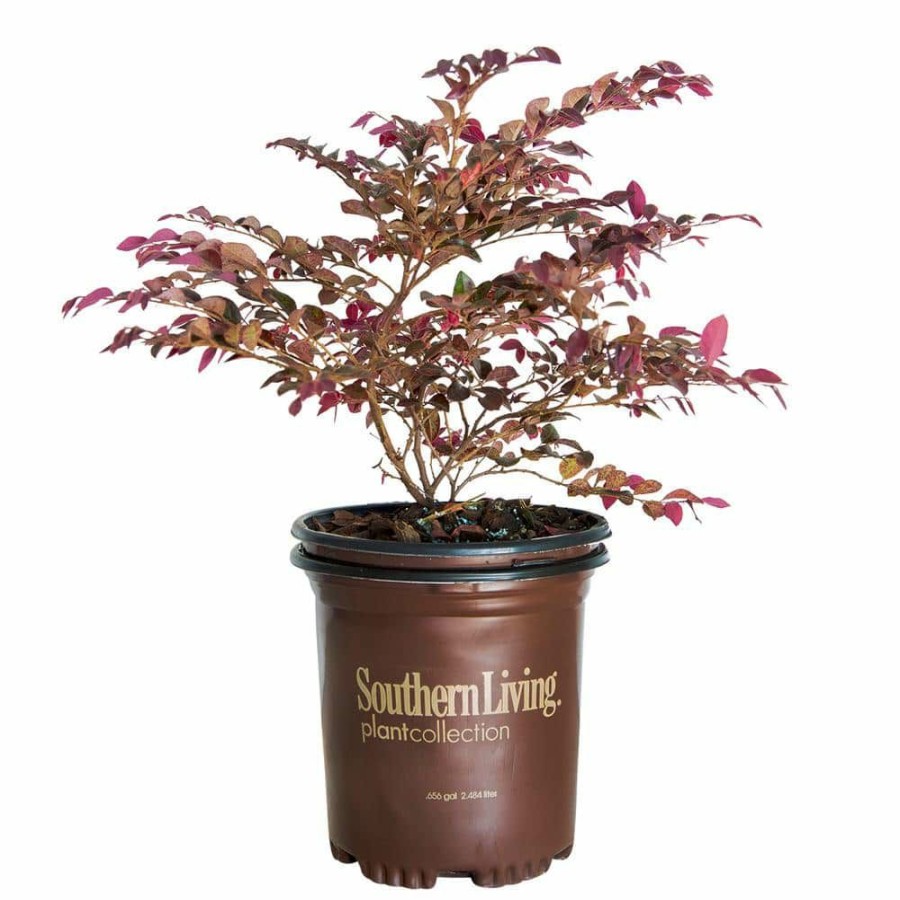 Outdoor Plants * | Buy 2.5 Qt. Purple Daydream Dwarf Loropetalum, Evergreen Shrub With Purple Foliage, Pink Ribbon Blooms By Southern Living Plant Collection