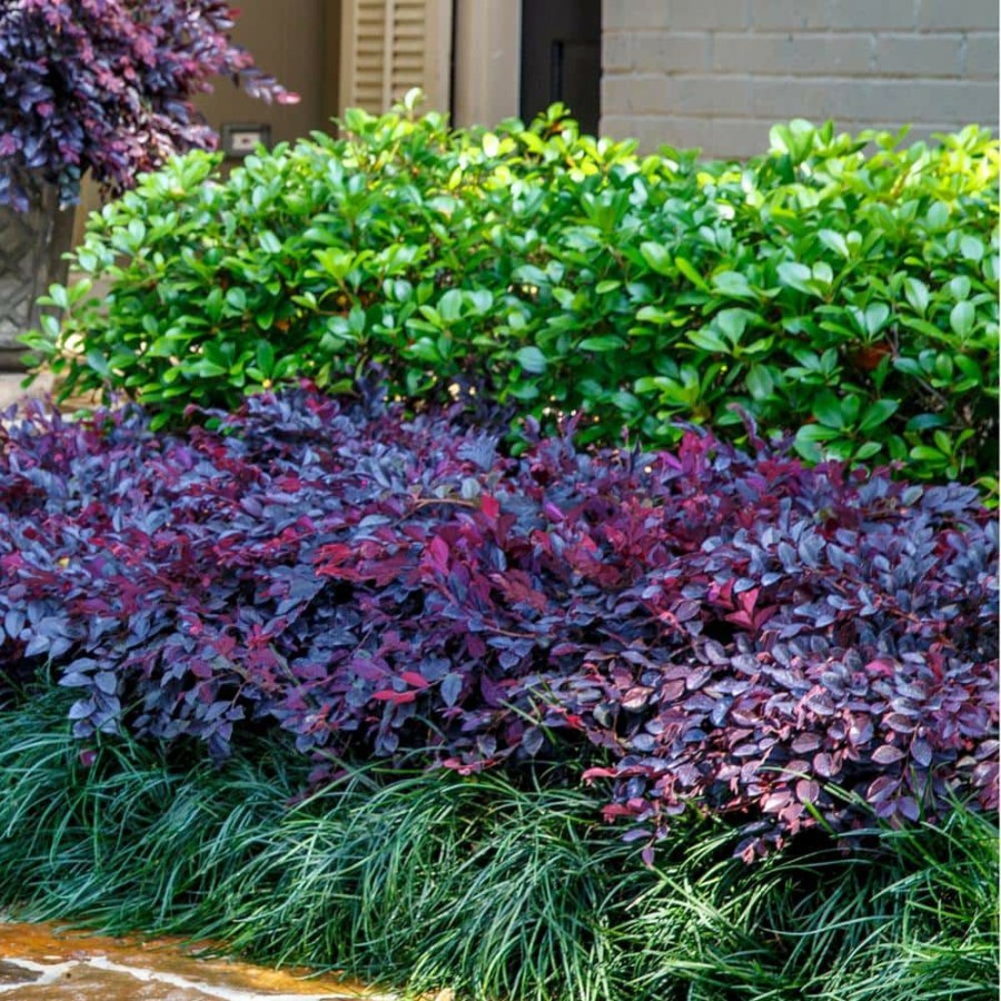 Outdoor Plants * | Buy 2.5 Qt. Purple Daydream Dwarf Loropetalum, Evergreen Shrub With Purple Foliage, Pink Ribbon Blooms By Southern Living Plant Collection