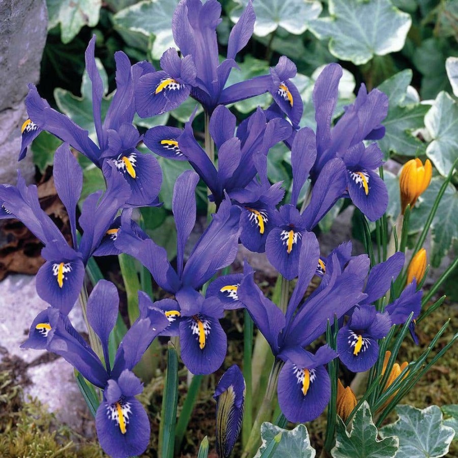 Outdoor Plants * | Top 10 Dwarf Reticulata Iris Spring Flowering Dormant Bulb Mixture (25-Pack) By Spring Hill Nurseries