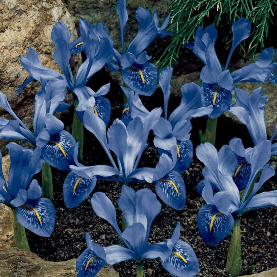 Outdoor Plants * | Top 10 Dwarf Reticulata Iris Spring Flowering Dormant Bulb Mixture (25-Pack) By Spring Hill Nurseries