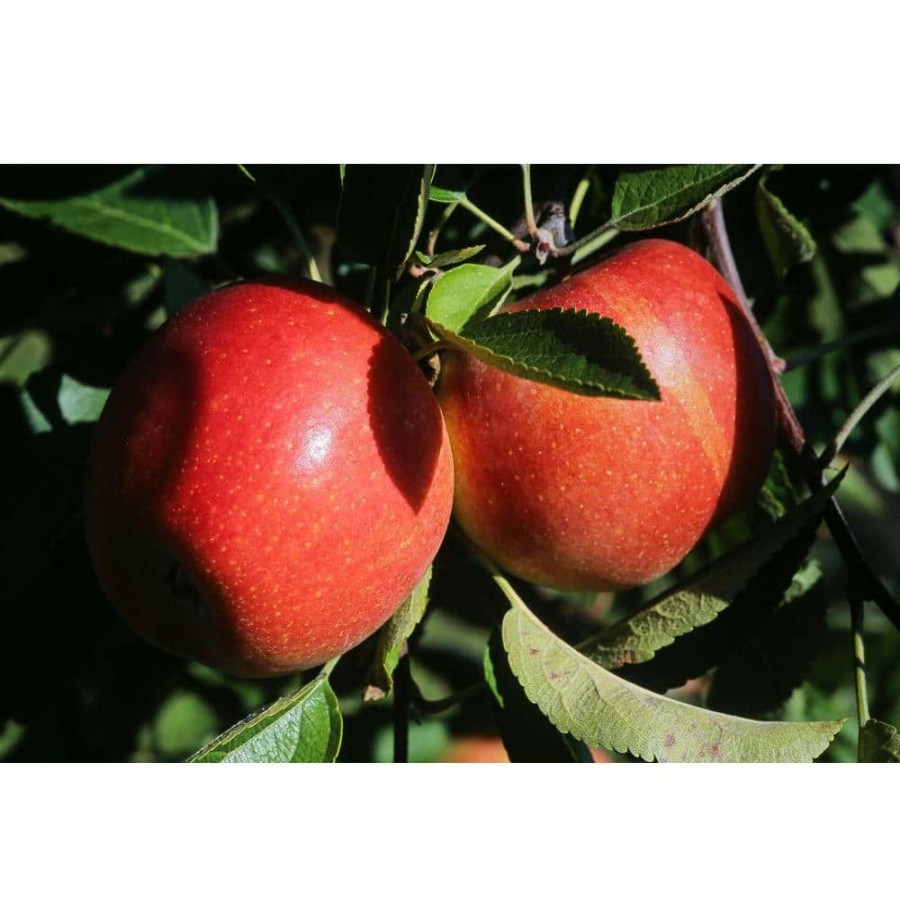 Outdoor Plants * | Wholesale Dwarf Braeburn Apple Tree Bare Root By Online Orchards