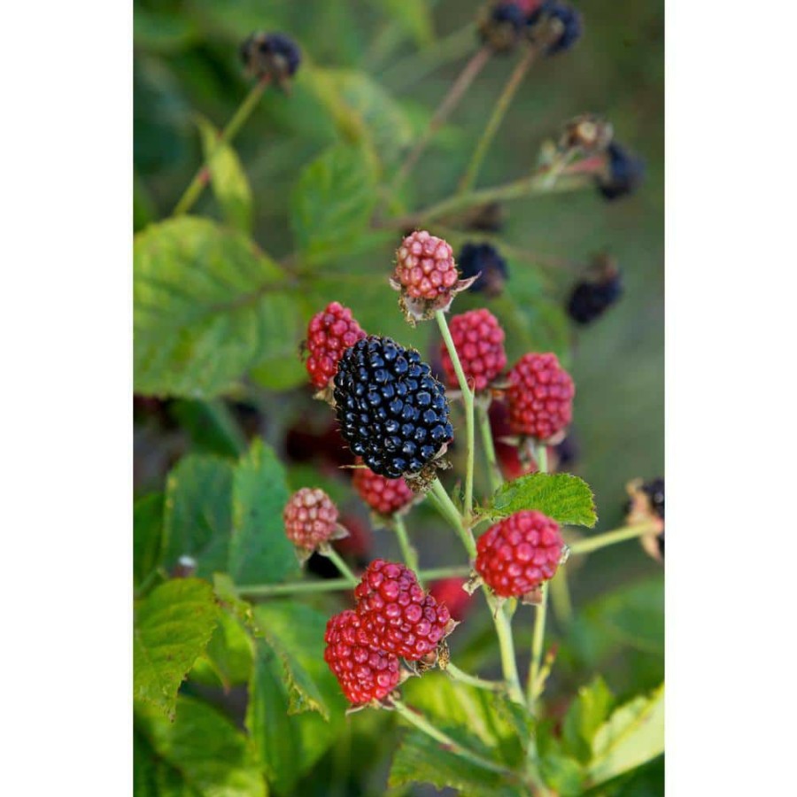 Outdoor Plants * | Hot Sale 2.5 Qt. Bushel And Berry Baby Cakes Blackberry Plant