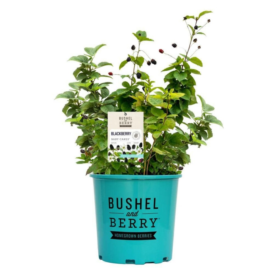 Outdoor Plants * | Hot Sale 2.5 Qt. Bushel And Berry Baby Cakes Blackberry Plant