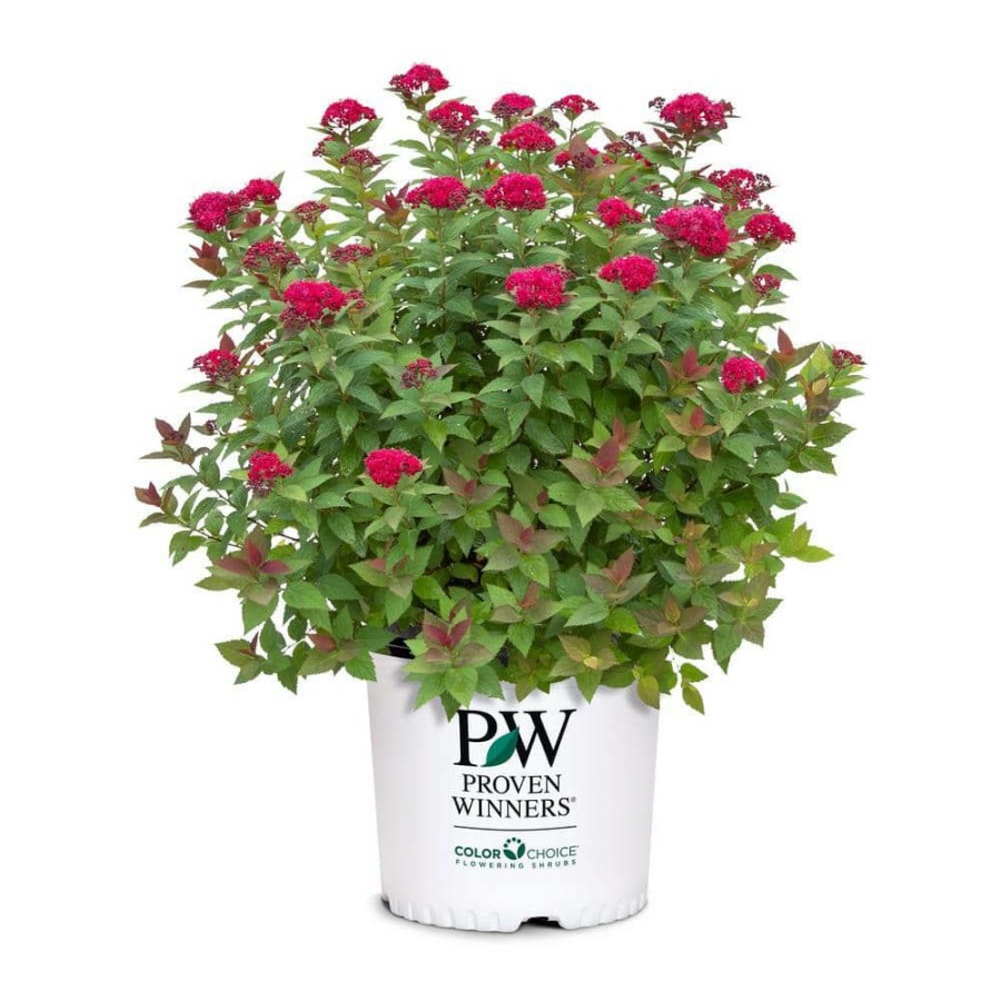 Outdoor Plants * | Wholesale 2 Gal. Double Play Doozie Spirea With Red To Purple Flowers By Proven Winners