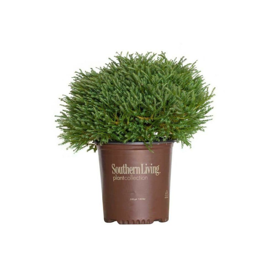 Outdoor Plants * | Brand New 2 Gal. Pancake Arborvitae Shrub With Low-Growing Blue-Green Foliage By Southern Living