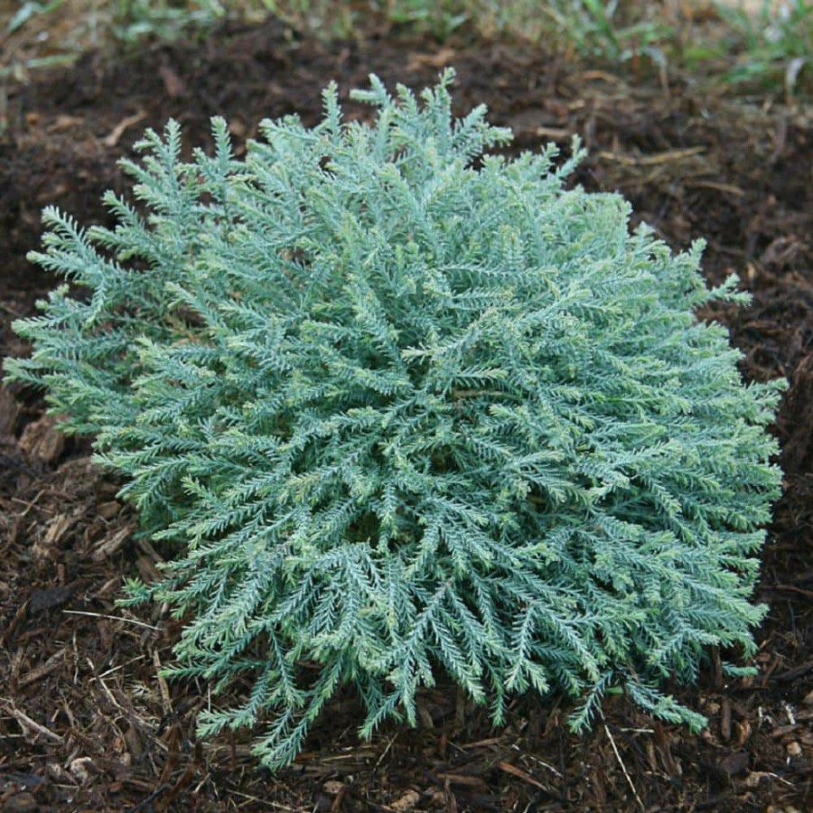 Outdoor Plants * | Brand New 2 Gal. Pancake Arborvitae Shrub With Low-Growing Blue-Green Foliage By Southern Living