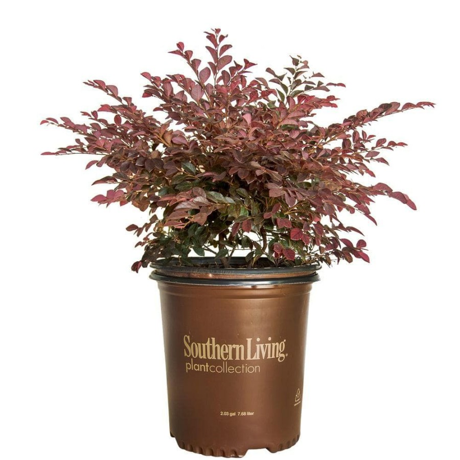 Outdoor Plants * | Best Deal 2 Gal. Purple Daydream Dwarf Loropetalum, Evergreen Shrub With Purple Foliage, Pink Ribbon Blooms By Southern Living Plant Collection