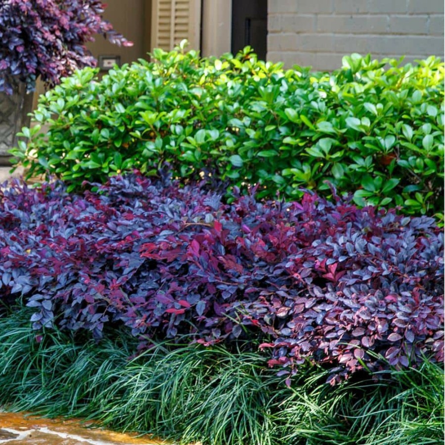 Outdoor Plants * | Best Deal 2 Gal. Purple Daydream Dwarf Loropetalum, Evergreen Shrub With Purple Foliage, Pink Ribbon Blooms By Southern Living Plant Collection