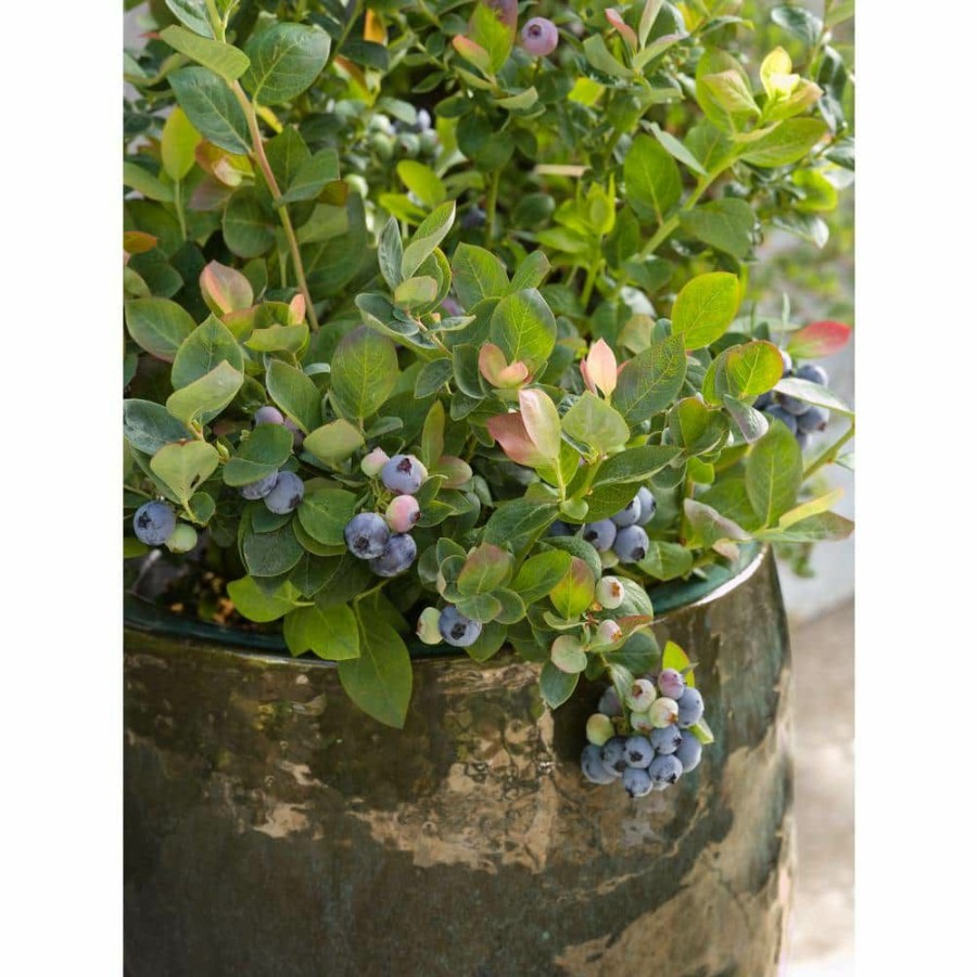 Outdoor Plants * | Brand New 1 Gal. Bushel And Berry Pink Icing Blueberry Plant