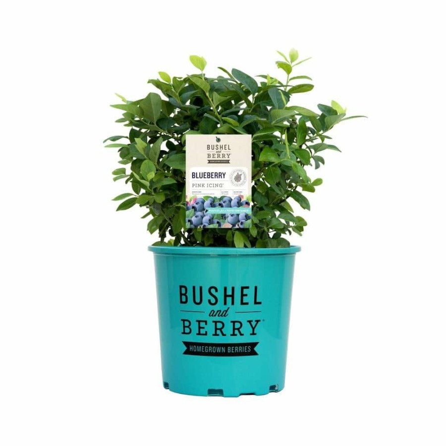 Outdoor Plants * | Brand New 1 Gal. Bushel And Berry Pink Icing Blueberry Plant