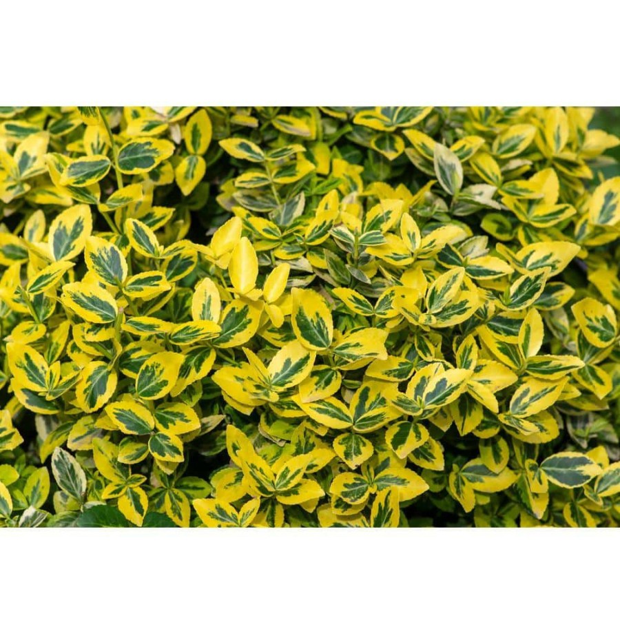 Outdoor Plants * | Wholesale 1 Gal. Goldentipped Wintercreeper Euonymus Shrub Evergreen, Emerald Leaves Trimmed With Gold Edges By Online Orchards