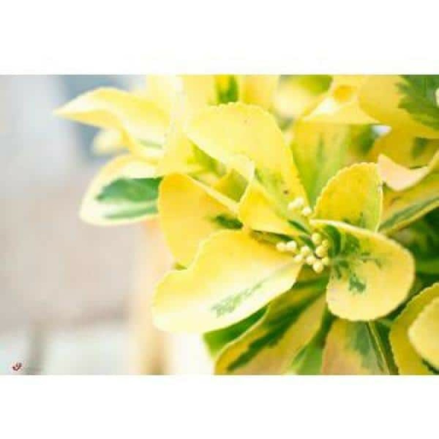 Outdoor Plants * | Wholesale 1 Gal. Goldentipped Wintercreeper Euonymus Shrub Evergreen, Emerald Leaves Trimmed With Gold Edges By Online Orchards