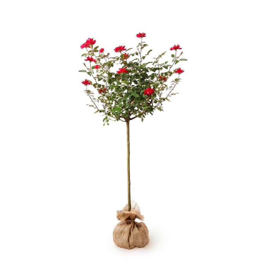 Outdoor Plants * | Deals Packaged Red The Knock Out Rose Tree With Red Flowers