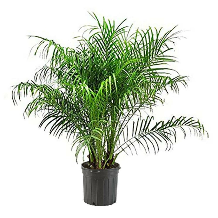 Outdoor Plants * | Deals 14 In. Roebellini Palm Tree With Long Rich Green Fronds By Unbranded