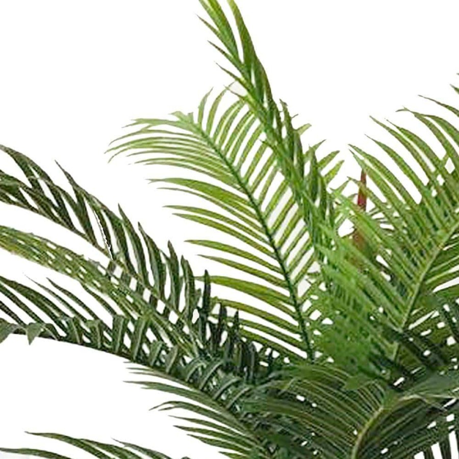 Outdoor Plants * | Deals 14 In. Roebellini Palm Tree With Long Rich Green Fronds By Unbranded