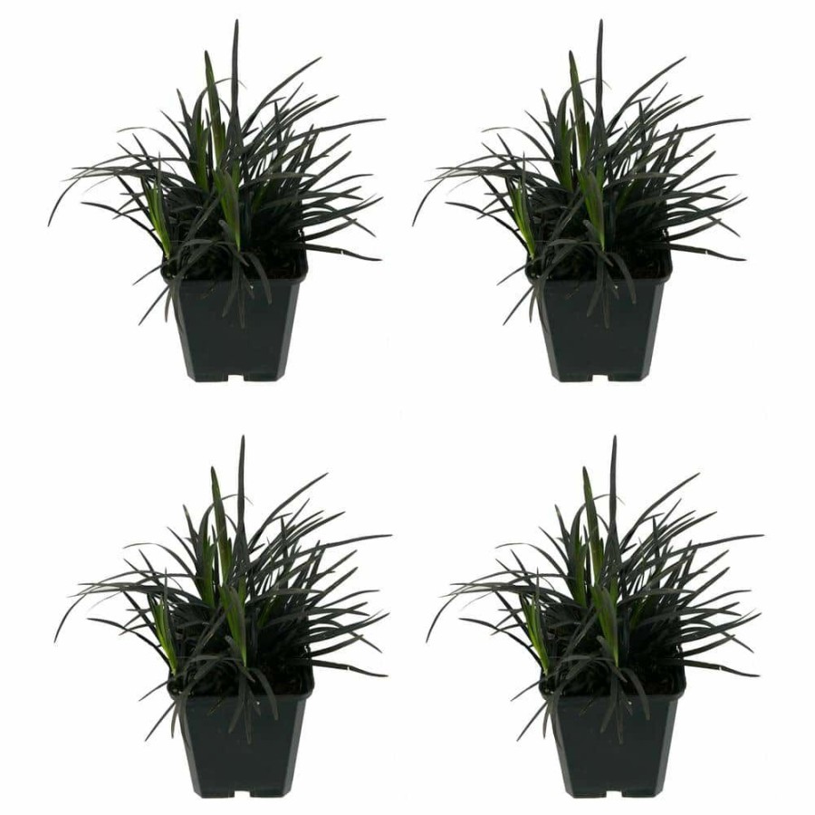 Outdoor Plants * | Hot Sale Perennial Ophiopogon Black Mondo Grass 1.0 Qt. 4-Pack By Unbranded