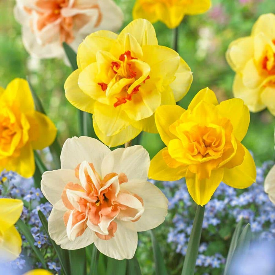 Outdoor Plants * | Promo 12/14 Cm Daffodil Double Mixed Flower Bulbs (Bag Of 25) By Garden State Bulb