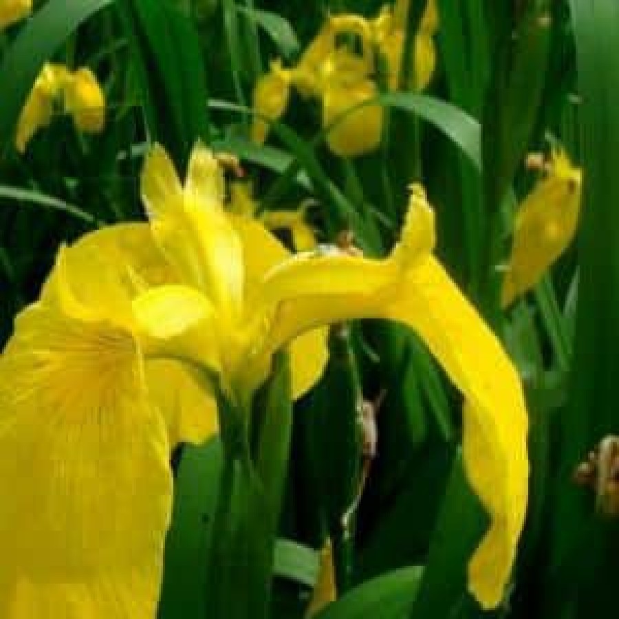 Outdoor Plants * | Discount 4 In. Potted Bog/Marginal Pond Plant Yellow Flag Iris By Unbranded