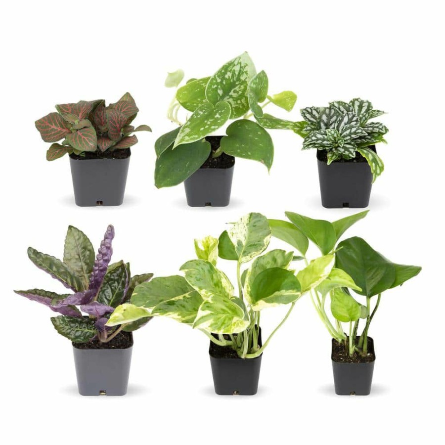 Outdoor Plants * | Best Pirce 2 In. Assorted Mini-Foliage (6-Pack) By Altman Plants