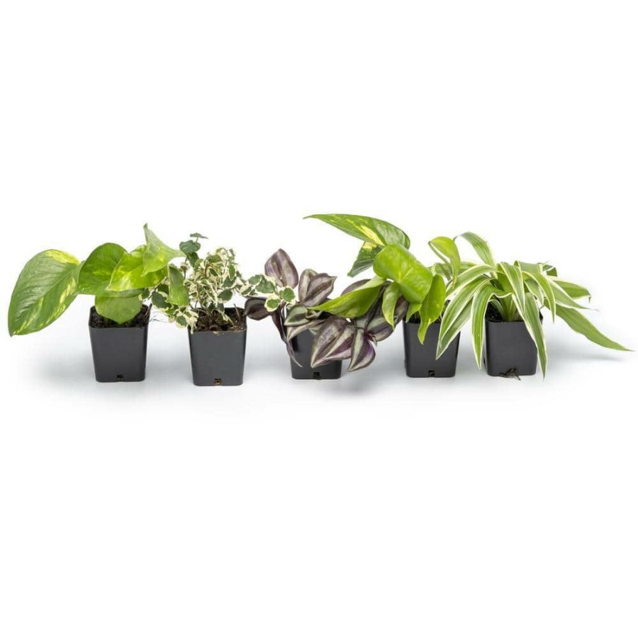 Outdoor Plants * | Best Pirce 2 In. Assorted Mini-Foliage (6-Pack) By Altman Plants