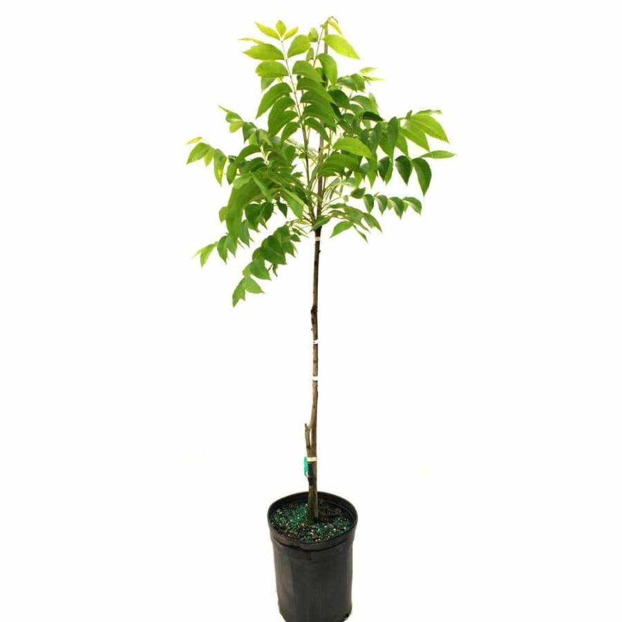 Outdoor Plants * | Flash Sale Sumner Pecan Tree By Unbranded