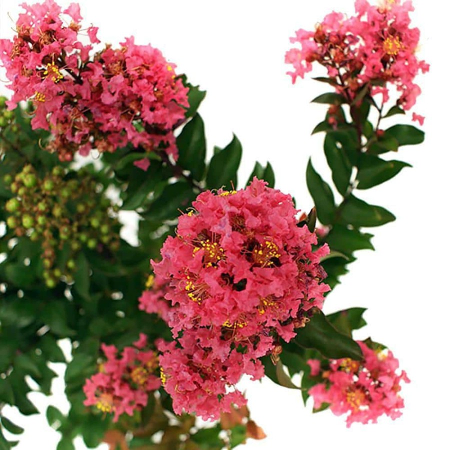 Outdoor Plants * | New 3 Gal. Plum Magic Crape Myrtle Tree With Fuchsia-Pink Flowers By First Editions