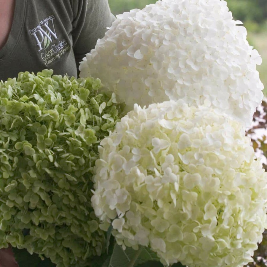 Outdoor Plants * | Cheap 1 Gal. Incrediball Smooth Hydrangea (Arborescens) Live Shrub, Green To White Flowers By Proven Winners