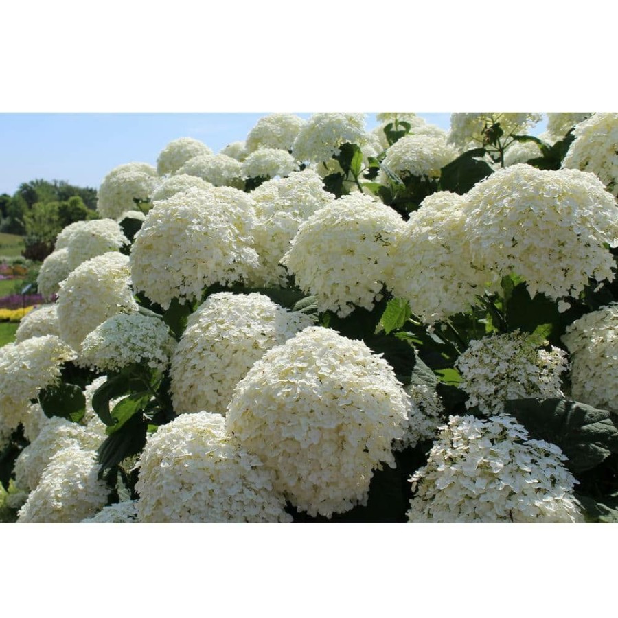 Outdoor Plants * | Cheap 1 Gal. Incrediball Smooth Hydrangea (Arborescens) Live Shrub, Green To White Flowers By Proven Winners