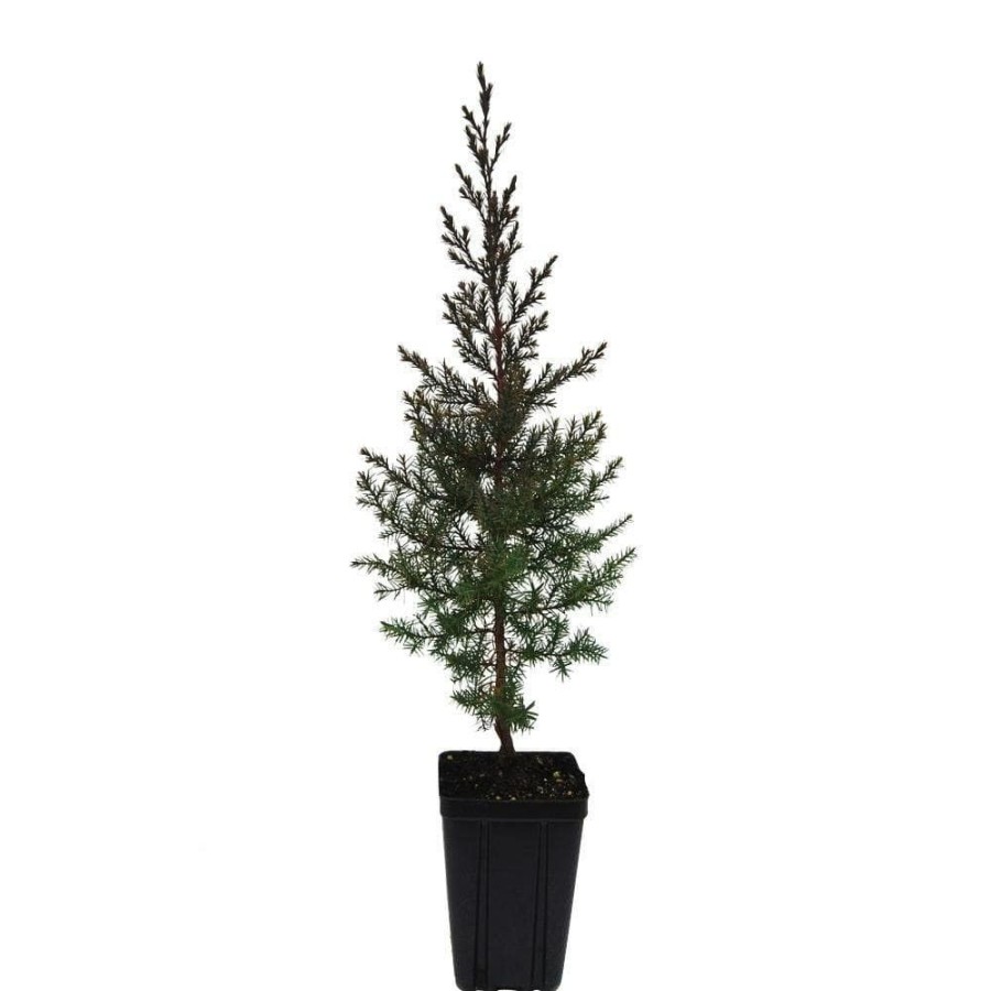 Outdoor Plants * | Brand New Eastern Redcedar Potted Evergreen Tree By Evergreen Nursery