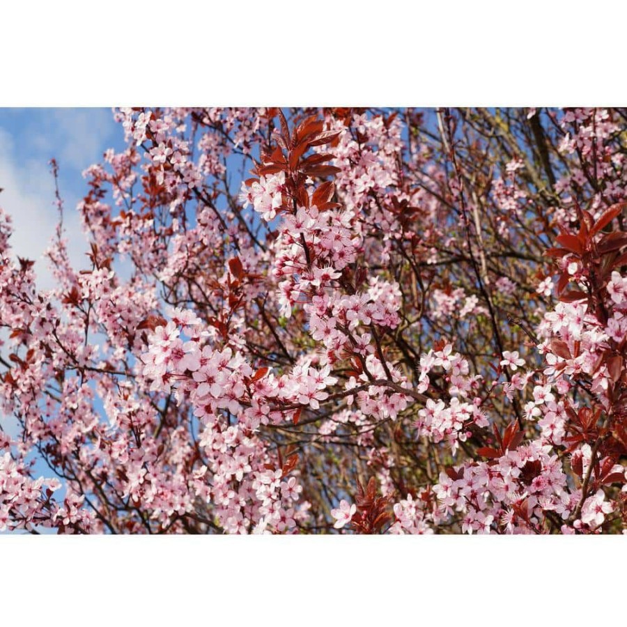 Outdoor Plants * | Best Deal Thundercloud Flowering Plum Tree Bare Root By Online Orchards