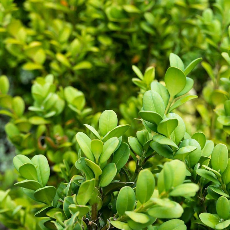 Outdoor Plants * | New 1 Gal. Japanese Boxwood Shrub Plant By Altman Plants