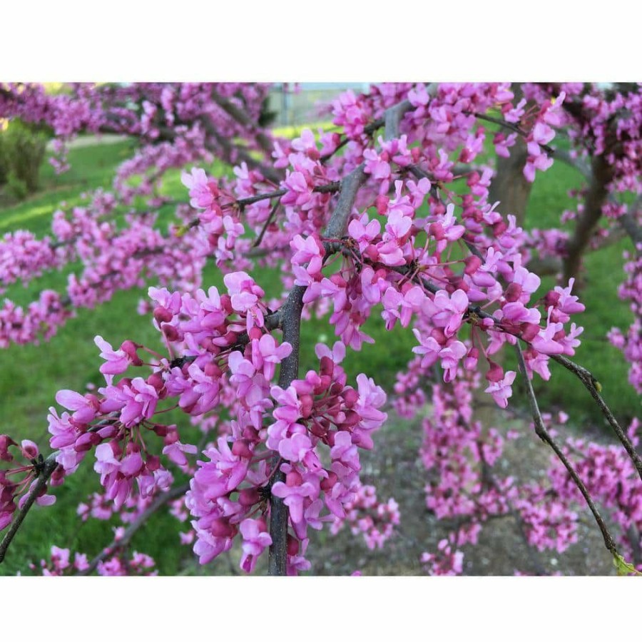 Outdoor Plants * | Flash Sale Eastern Redbud Tree Bare Root By Online Orchards