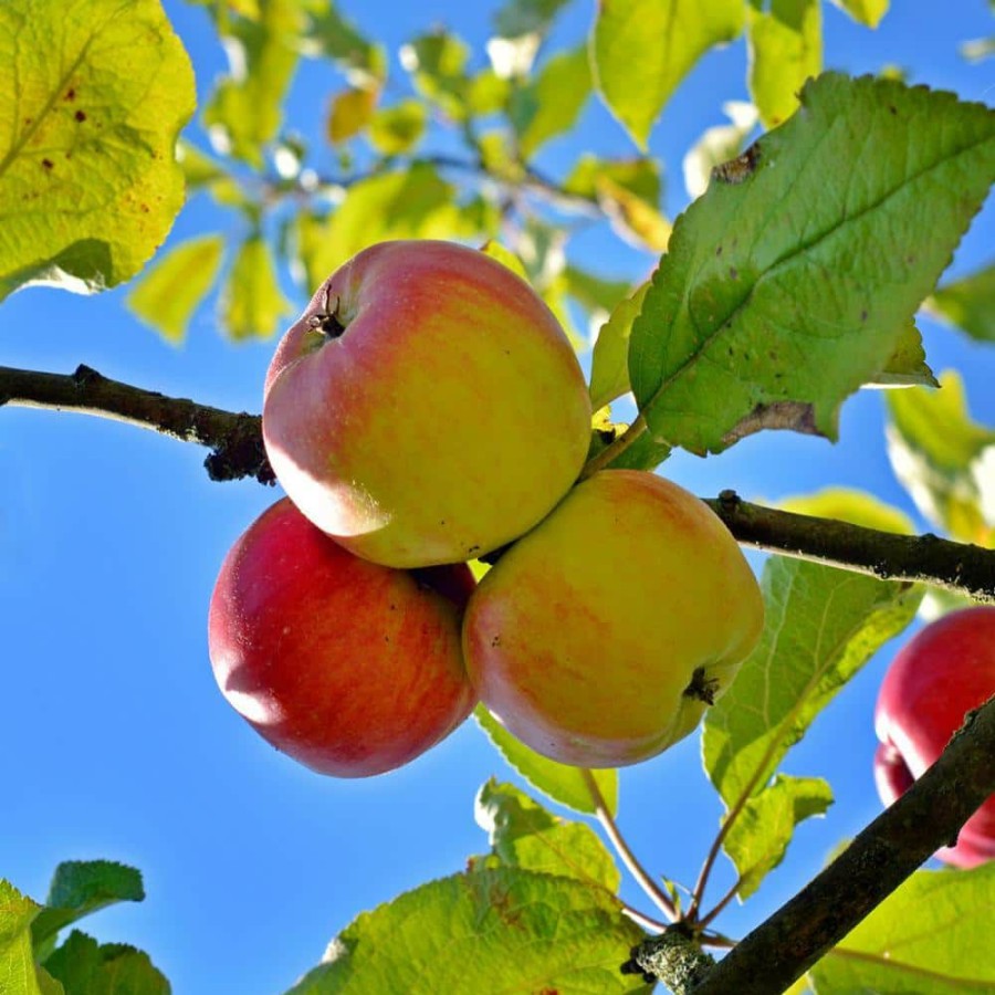 Outdoor Plants * | Best Reviews Of Anna Apple Tree By Unbranded