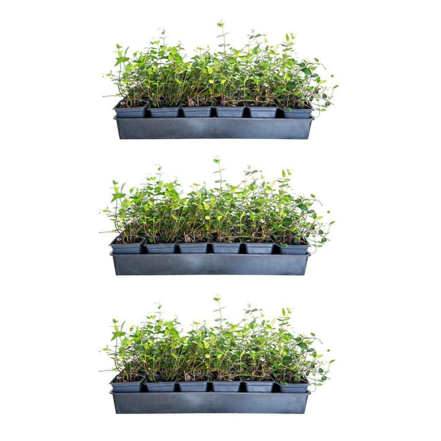 Outdoor Plants * | Wholesale Asiatic Jasmine 3 1/4 In. Pots (54-Pack) Live Groundcover Plant By Flowerwood