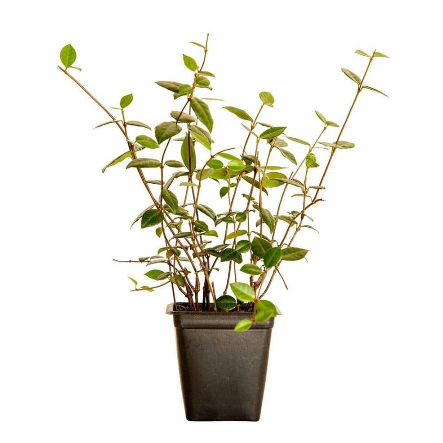 Outdoor Plants * | Wholesale Asiatic Jasmine 3 1/4 In. Pots (54-Pack) Live Groundcover Plant By Flowerwood