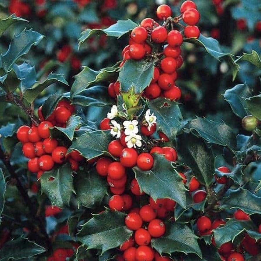 Outdoor Plants * | Cheap 1 Gal. Blue Princess Holly Shrub With Bright Red Berries All Winter Long By Online Orchards