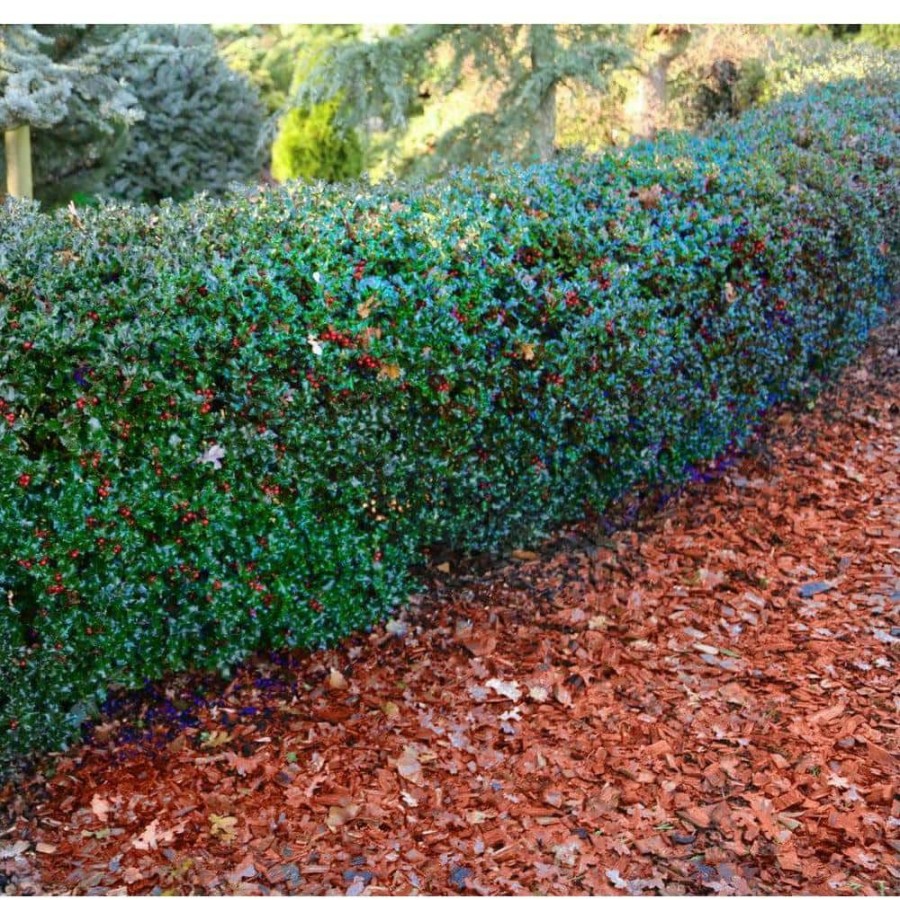 Outdoor Plants * | Cheap 1 Gal. Blue Princess Holly Shrub With Bright Red Berries All Winter Long By Online Orchards