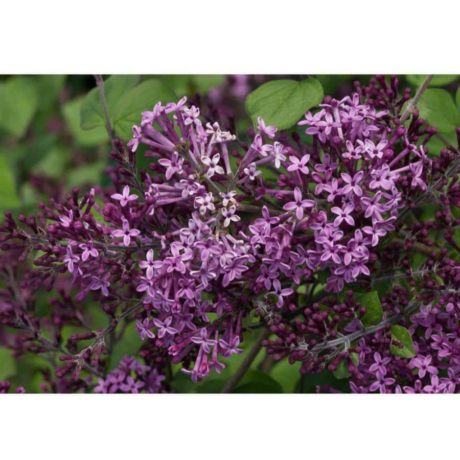 Outdoor Plants * | Hot Sale 1 Gal. Bloomerang Dark Purple Reblooming Lilac (Syringa) Live Shrub, Purple Flowers By Proven Winners