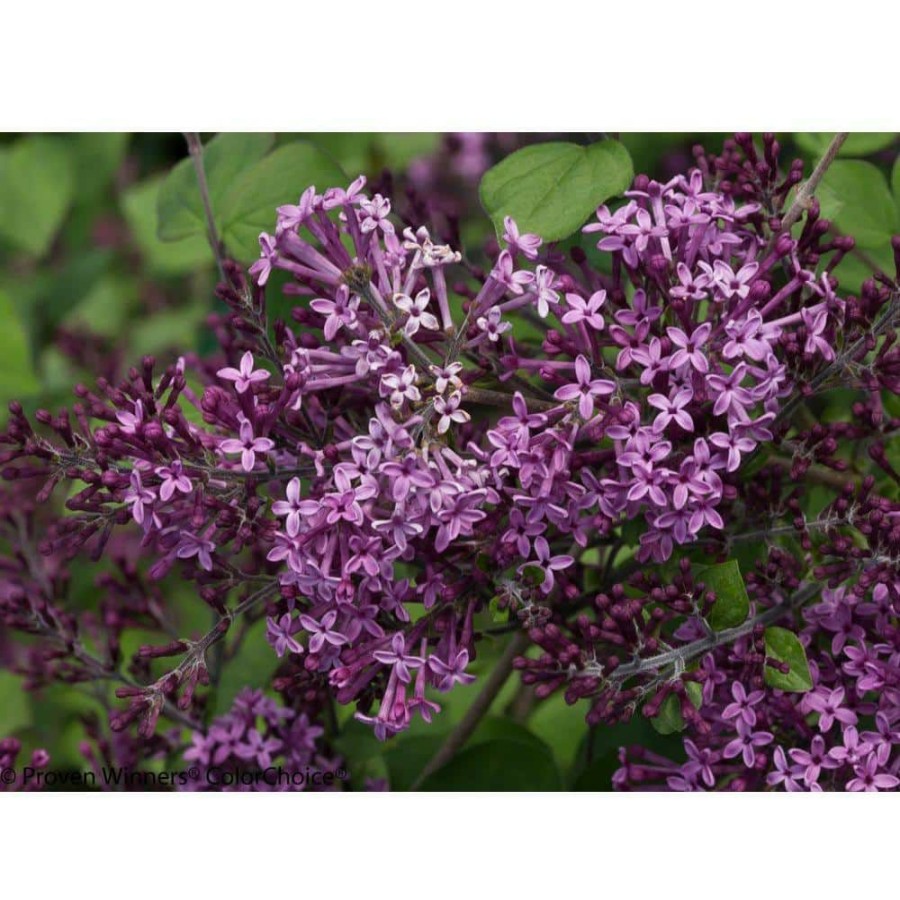 Outdoor Plants * | Hot Sale 1 Gal. Bloomerang Dark Purple Reblooming Lilac (Syringa) Live Shrub, Purple Flowers By Proven Winners