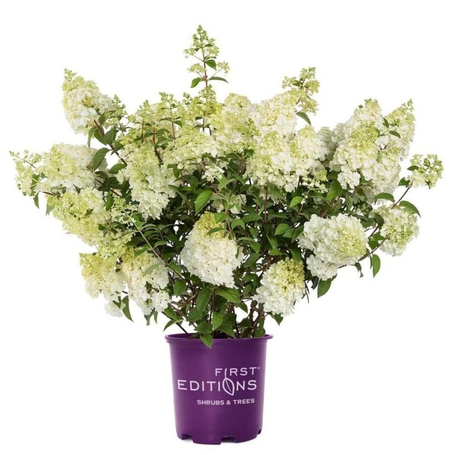 Outdoor Plants * | Best Reviews Of 2 Gal. Strawberry Sundae Hydrangea Shrub With White To Pink Flowers By First Editions